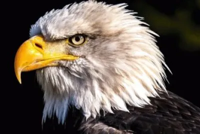 Ãguia 2 jigsaw puzzle