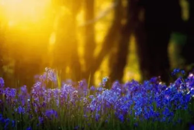 Flores e sol jigsaw puzzle