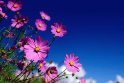 Flor Graciosa jigsaw puzzle