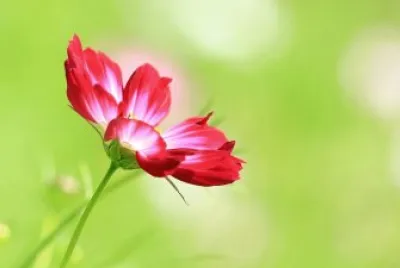 Flor vermelha jigsaw puzzle