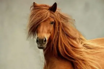 Cavalo jigsaw puzzle