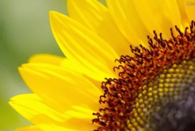 Girassol 2 jigsaw puzzle