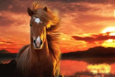 Cavalo 2 jigsaw puzzle