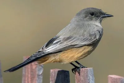 Fibi di say 's jigsaw puzzle