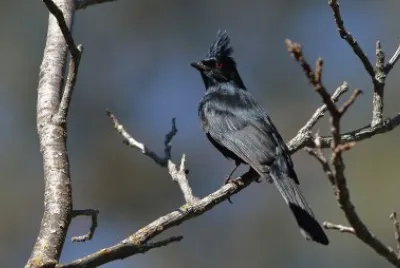 Fainopepla jigsaw puzzle