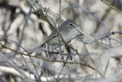 Vireo di bell jigsaw puzzle