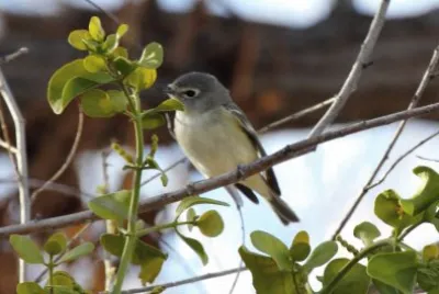Vireo di cassin jigsaw puzzle