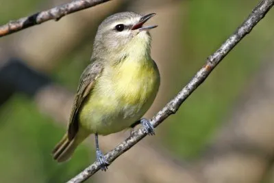 Vireo di philadelphia jigsaw puzzle