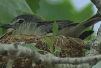 Vireo testazzurra jigsaw puzzle