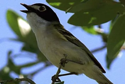 Vireo capinero jigsaw puzzle