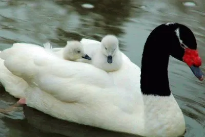 VIAJANDO EN PLUMAS jigsaw puzzle