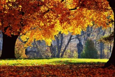 Outono 2 jigsaw puzzle