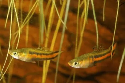 Poecilia parae jigsaw puzzle