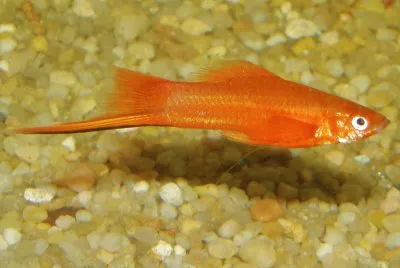 Xiphophorus helleri jigsaw puzzle