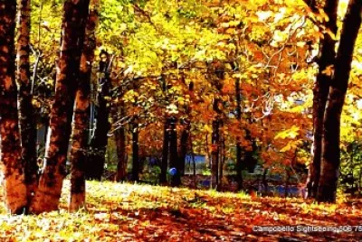 Autumn in the forest