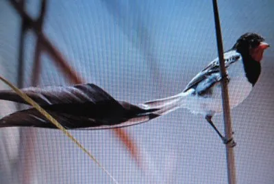 Tiranno codaforcuta jigsaw puzzle