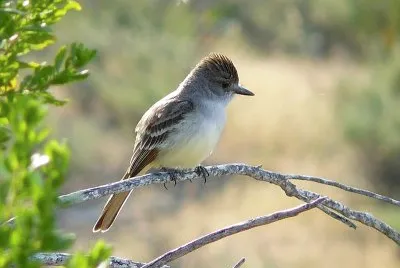 Tiranno golacenerina jigsaw puzzle