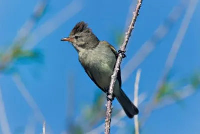 Tiranno imberbe del nord jigsaw puzzle