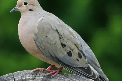 Tortora luttuosa jigsaw puzzle