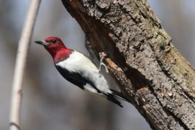 Picchio pettorosso jigsaw puzzle