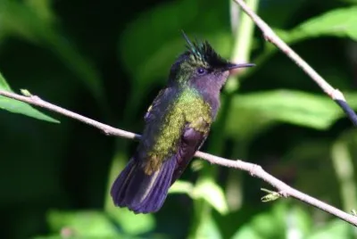 Brillante golarosa jigsaw puzzle