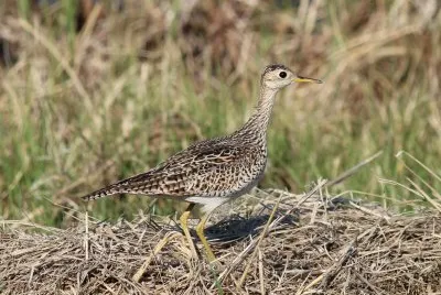 Piro piro coda lunga jigsaw puzzle