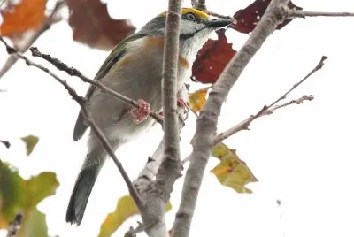 Vireo averla fianchicastani jigsaw puzzle