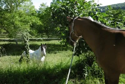Yearling meet Paint Horse