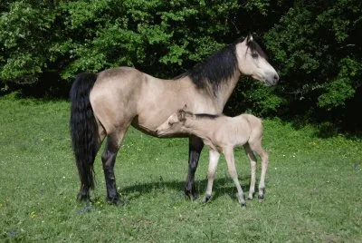 Mom connemara and foal Quarter pony