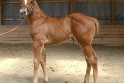 Foal QH