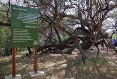 BOSQUE DE POMA: FERREÃ‘AFE