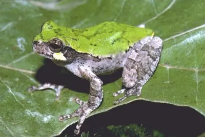 Hyla arborea