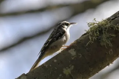 Rampichino americano