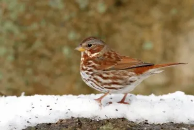 Passerella variabile