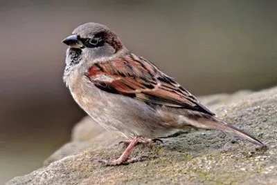 Passero cinguettante