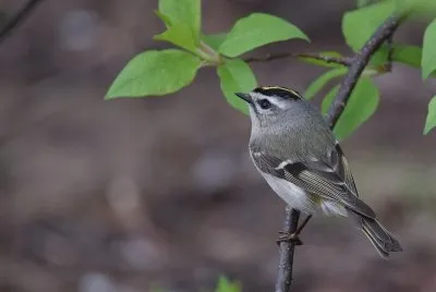 Fiorracino americano