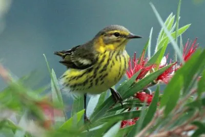 Parula di cape may