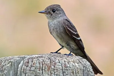 Piui di bosco occidentale
