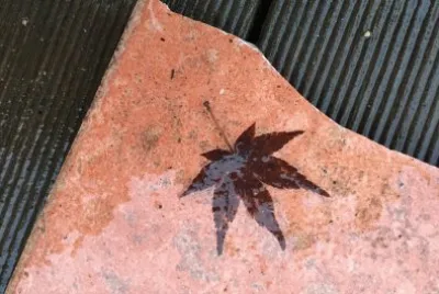 Autumn leaf on wet tile