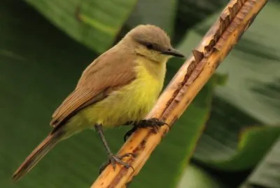 Machetornis rixosa