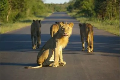 פאזל של los mas lindos