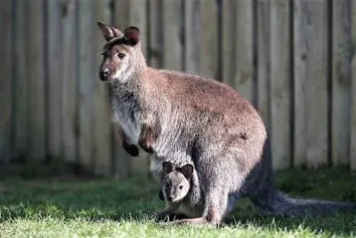 פאזל של mom #298