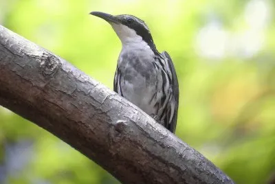 פאזל של Rampicante con la testa a striscie