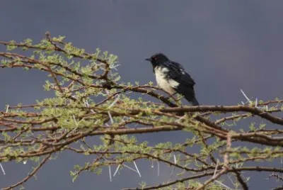 פאזל של Storno della gazza