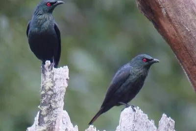 פאזל של Storno a coda corta