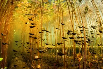 פאזל של GIRINI.... ALL 'ATTACCO