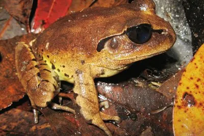 פאזל של Great barred