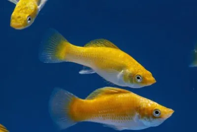 פאזל של Neon orange molly