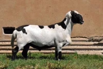 פאזל של Meatmaster