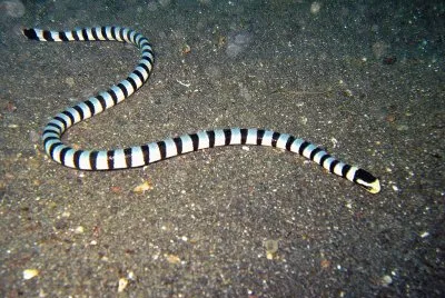 פאזל של Laticauda colubrina